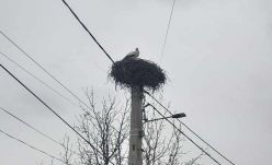 Megérkeztek az első gólyák Háromszékre