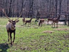 Egy hét alatt 31 új állat érkezett a Marosvásárhelyi Állatkertbe