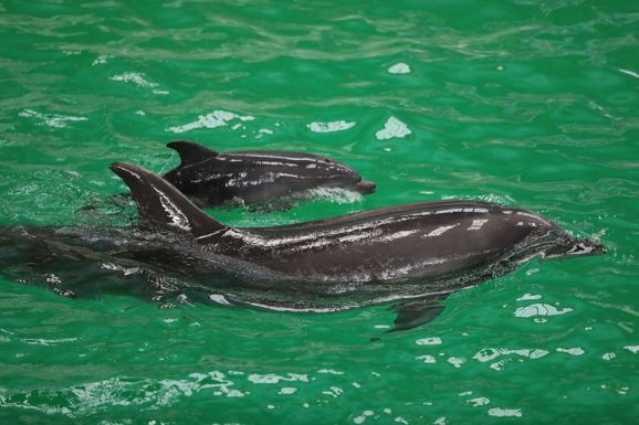 Delfinbébi született a konstancai delfináriumban