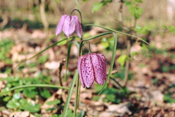Kivirágzott a kockásliliom – ne tépjük le, csak csodáljuk!