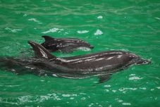 Delfinbébi született a konstancai delfináriumban