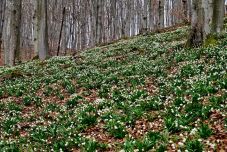 Lenyűgöző látvány: tobzódnak a tavaszi tőzikék a Kudzsiri-havosokban