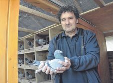 Két olimpiai arannyal büszkélkedik egy magyar galamb: páratlan eredmény ez a postagalambászat 200 éves történetében