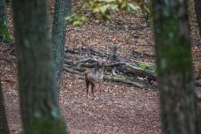 Dámszarvas-rezervátumot hoztak létre Arad megyében – a helyiek nem örülnek
