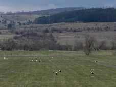 Mintegy száz gólya érkezett Hargita megyébe