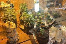 Kannabisz-ültetvényre bukkantak Kolozs megyében