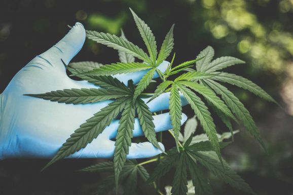 Hivatalos: áprilistól legális a kannabisz-fogyasztás Németországban