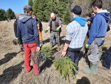 Őshonos gyümölcsfákat ültetnek az utak szélén Hargita megyében