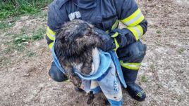 Kútba esett kutyát mentettek meg a tűzoltók