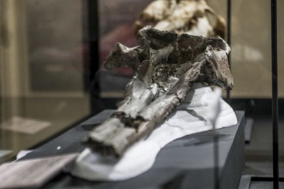 Egy 16 millió éves óriásdelfin-koponyát fedeztek fel Peruban