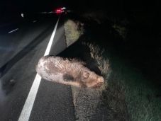 Elgázoltak egy medvét – riasztást küldtek a környéken lakóknak