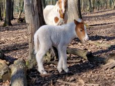 Pónicsikó született a Marosvásárhelyi Állatkertben (VIDEÓ)