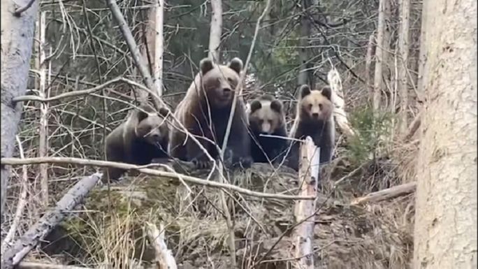Ritka felvételek egy hárombocsos medvecsaládról (VIDEÓ)