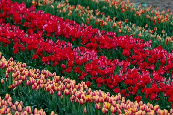 Tulipánszüret a Balatonnál