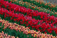 Tulipánszüret a Balatonnál