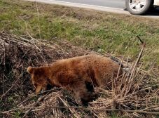 Idén a tizenegyedik medvét gázolták halálra Háromszéken