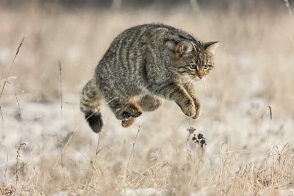 Budapesten díjazták a csíkszeredai természetfotóst