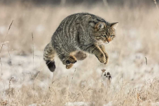 Budapesten díjazták a csíkszeredai természetfotóst