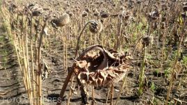  Elkezdték utalni a gazdáknak az aszálykárenyhítő juttatásokat