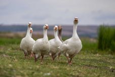Madárinfluenza: elővigyázatosságra figyelmeztet az állategészségügyi hatóság