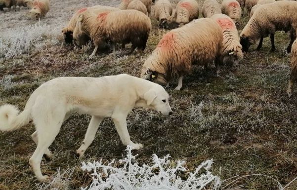 Év végéig tart a kutyák, macskák kötelező oltási kampánya Hargita megyében
