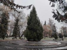 Idén is két karácsonyfát díszítenek Csíkszeredában