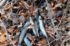 Több mint félezer ellenőrzést végeztek idén a Hargita megyei környezetőrök