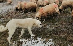 Év végéig tart a kutyák, macskák kötelező oltási kampánya Hargita megyében