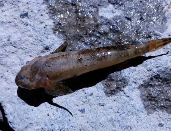 Halpusztulás: súlyosan szennyeződött a Tatros Gyimesfelsőloknál