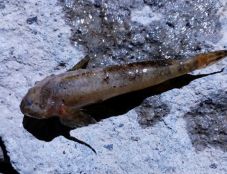 Halpusztulás: súlyosan szennyeződött a Tatros Gyimesfelsőloknál