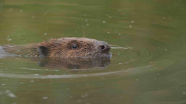 Ma van az állatok világnapja