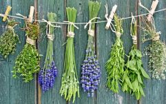 Gyógynövény-kisokos – Így erősítsd az immunrendszered az őszi időszakban