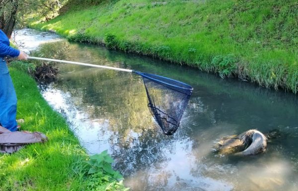 Vízszennyezés Nagyváradon: 30 kilogramm elpusztult halat emeltek ki a patakból 