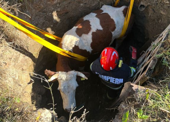 Kútba zuhant tehenet mentettek meg a Hargita megyei tűzoltók