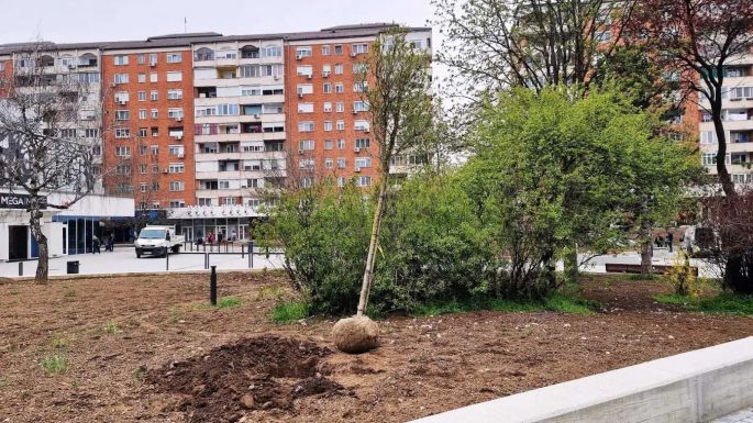 A díszfák negyede kiszáradt Nagyváradon