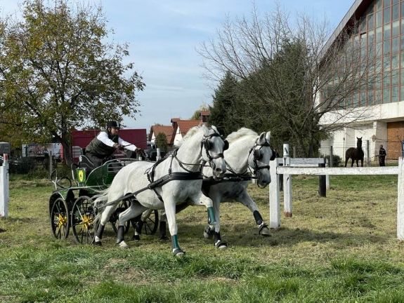 Az országos fogathajtó bajnokság döntője Marosvásárhelyen