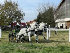 Az országos fogathajtó bajnokság döntője Marosvásárhelyen