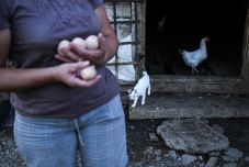 A nők kezében összpontosul a kárpátaljai magyarok mezőgazdasága