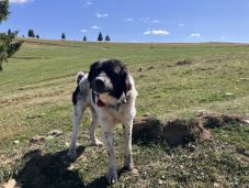 Kutyatámadások: fontos, hogy az áldozatok tegyenek feljelentést