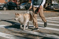 Hatéves kislányra támadt egy kutya