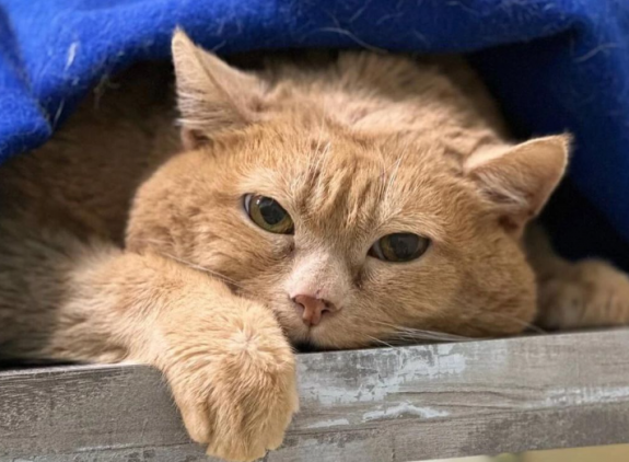 Hiába a fogyókúra, a dagi cica elpusztult