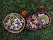 Gyakran tévednek el a gombaszedők, mert nem a kijelölt ösvényeken járnak