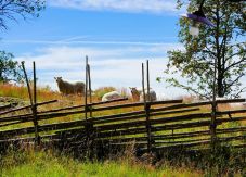 Kivonják az állatgyógyszertárakból a féregtelenítő oldatokat, mert gyermekek kerülnek kórházba