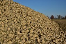 A cukorrépa is megsínylette az extrém hőséget