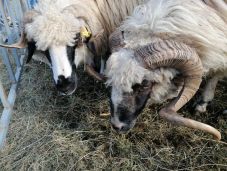 Szigorítások a kiskérődzők himlője miatt