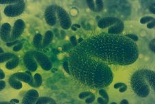 Kolerát diagnosztizáltak a turisták által is kedvelt szomszédos országban