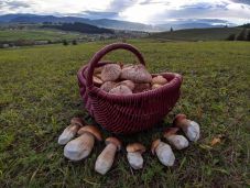 Az ismeretlen gomba mindig bolondgomba – Ezekre figyelj, ha gombászni indulsz