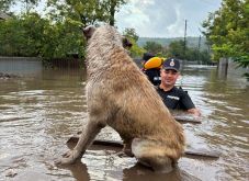 Mintegy tízezer háziállat pusztult el eddig az árvíz miatt