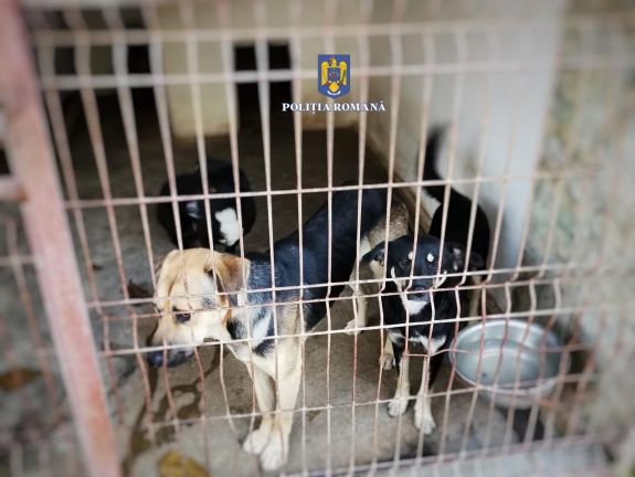 Házkutatás egy medgyesi kutyamenhelyen – illegális eutanázia gyanúja miatt nyomoznak a hatóságok