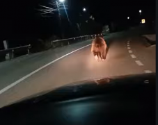 Falunapra ment a medve